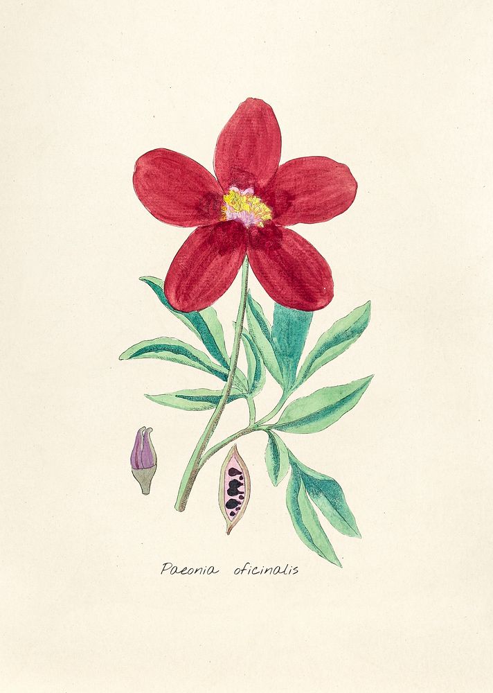 Antique illustration of paeonia oficinalis