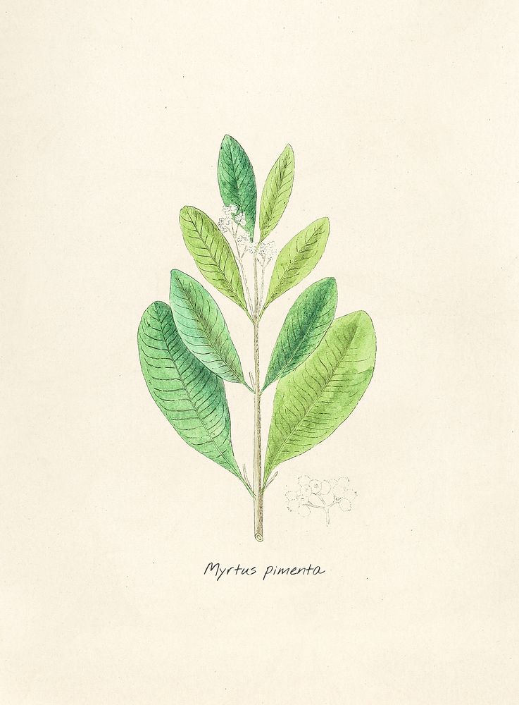 Antique illustration of myrtus pimenta