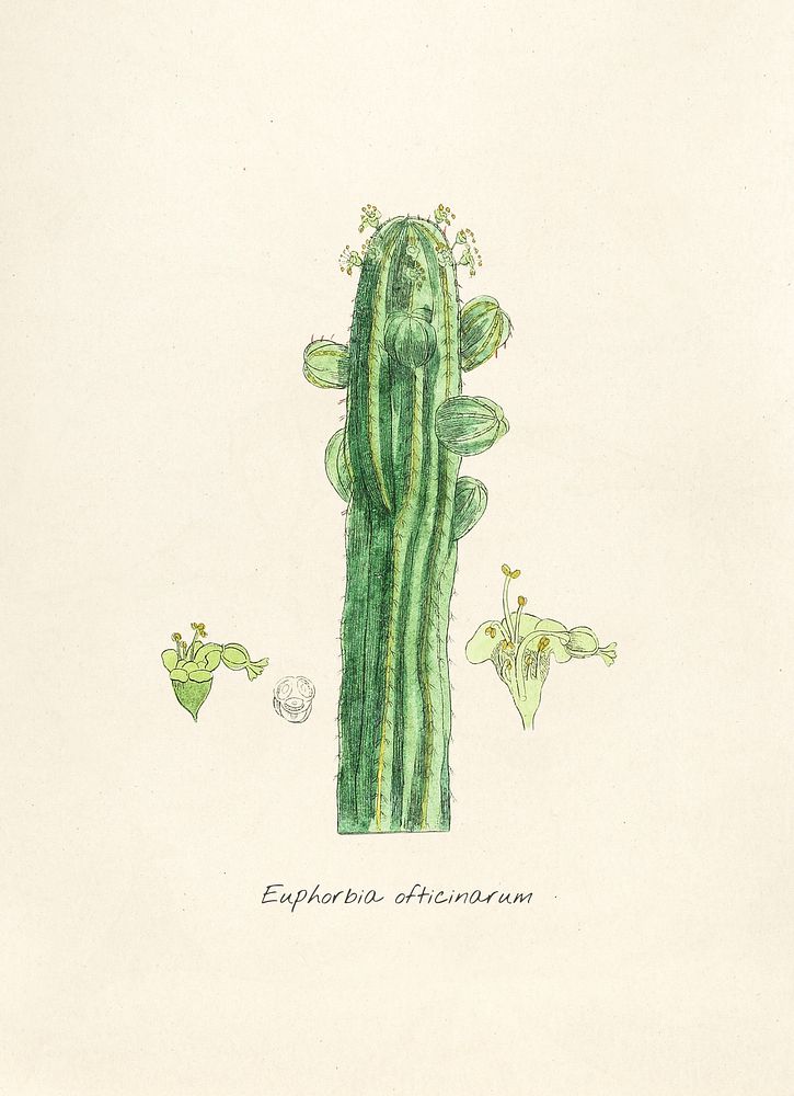 Antique illustration of euphorbia ofticinarum