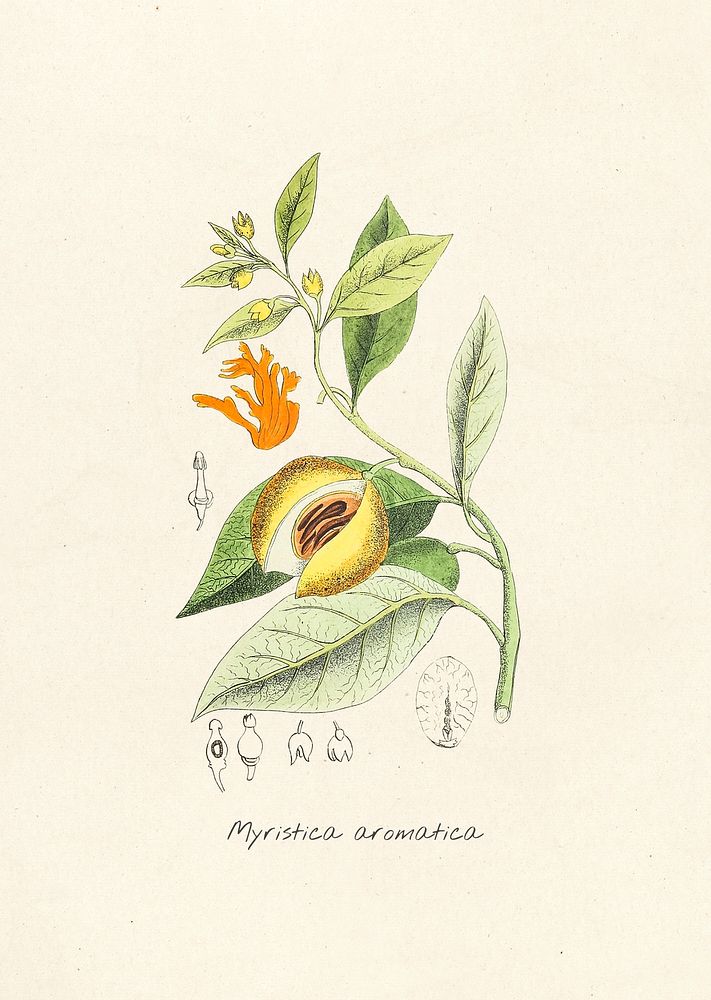 Antique illustration of myristica aromatica