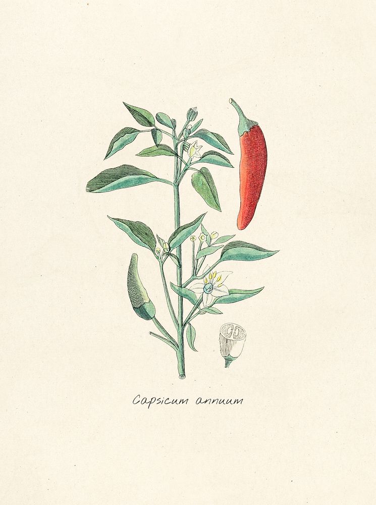 Antique illustration of capsicum annuum