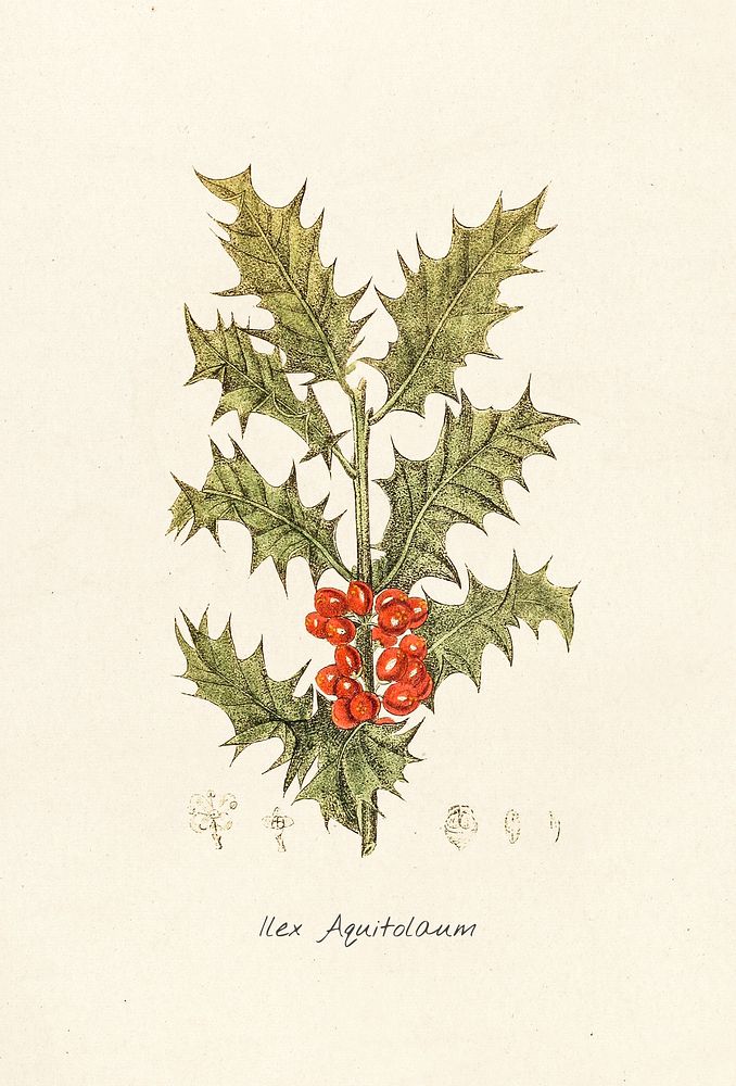 Antique illustration of llex aquitolaum