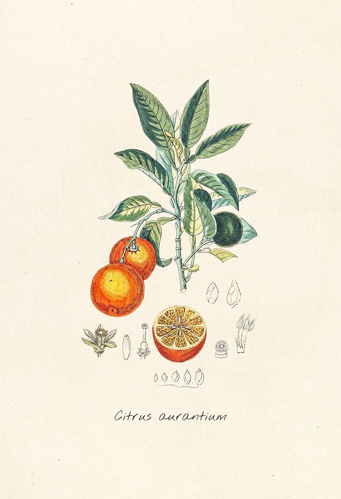 Antique illustration of fruit