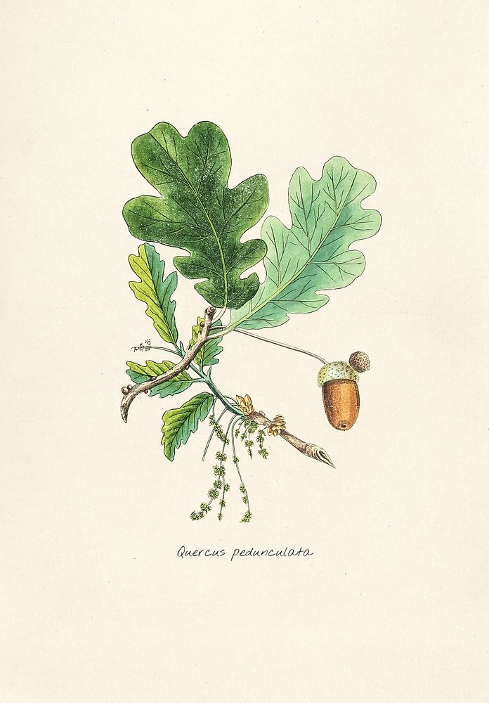 Antique illustration of quercus pedunculata