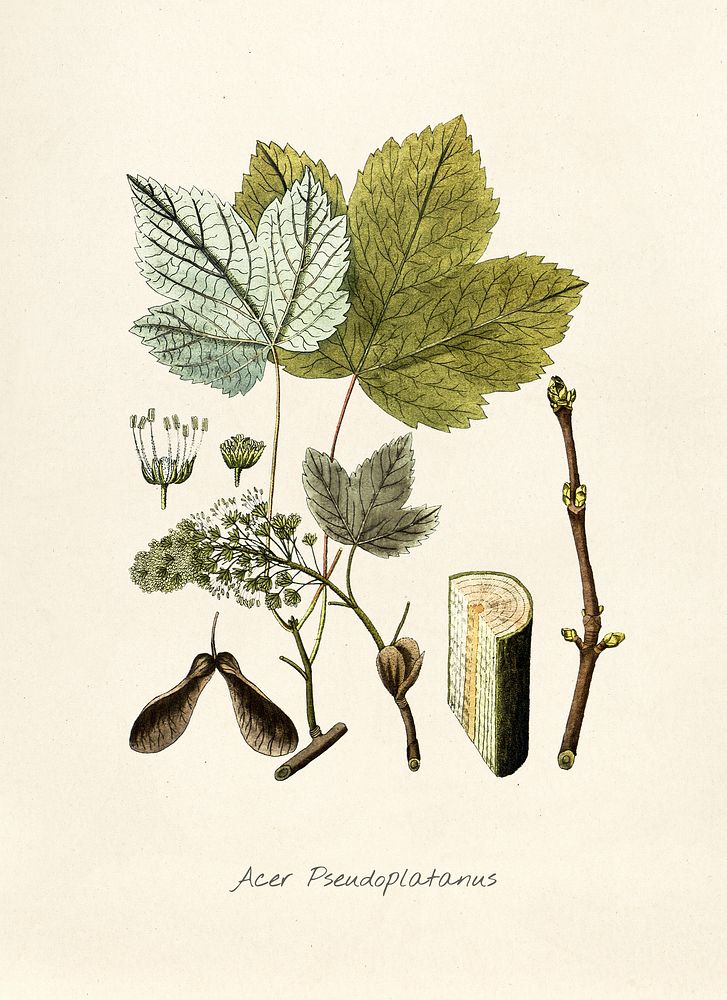 Antique illustration of acer pseudoplatanus