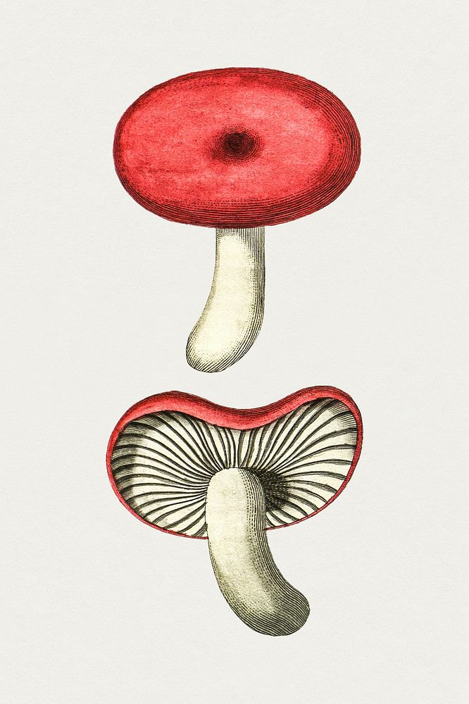 Antique illustration of agaricus infeger purpureus