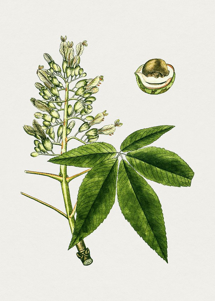 Antique watercolor drawing of aesculus lutea