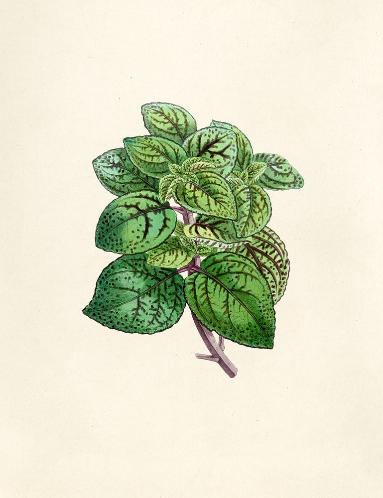 Antique watercolor drawing of plant 