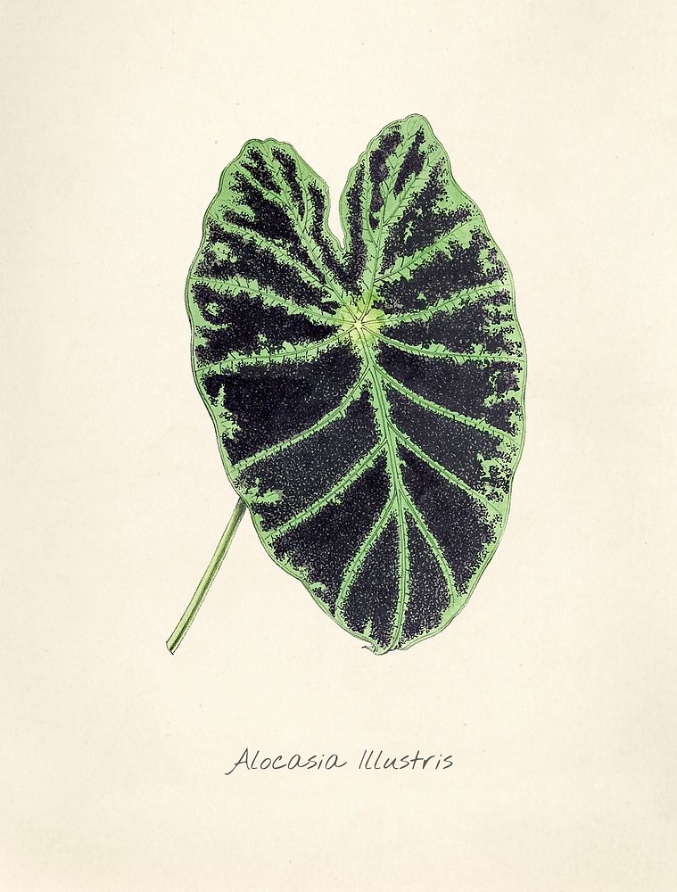 Antique watercolor drawing of alocasia illustris