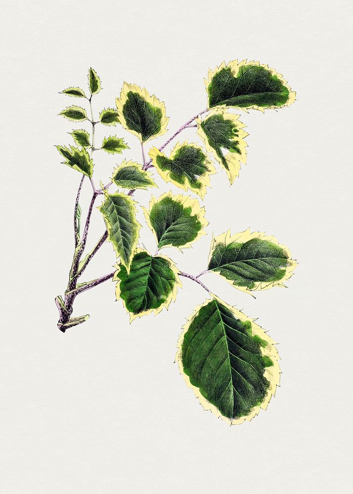 Antique watercolor drawing of aralia guilfoylei