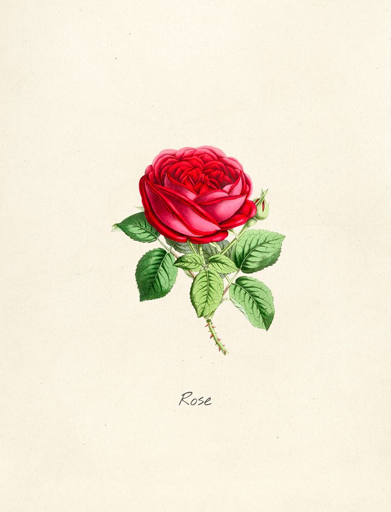 Antique watercolor drawing of rose