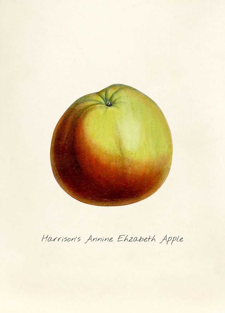 Antique watercolor drawing of harrison’s annine ehzabeth apple