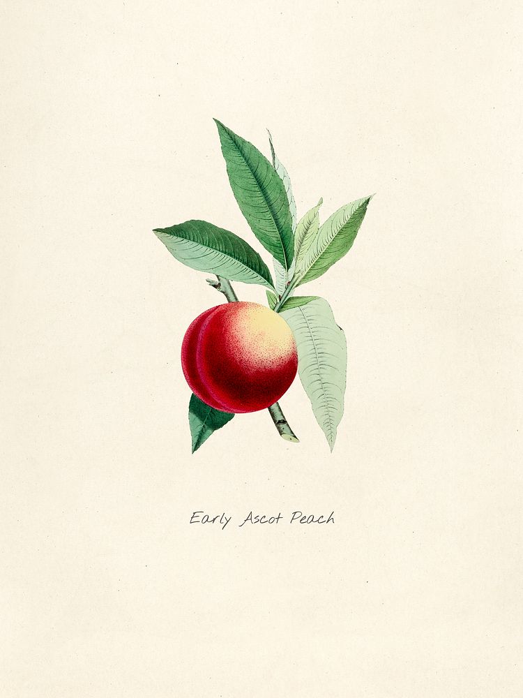 Antique watercolor drawing of early ascot peach
