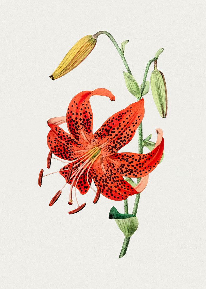 Antique watercolor drawing of tiger lily botanical illustration