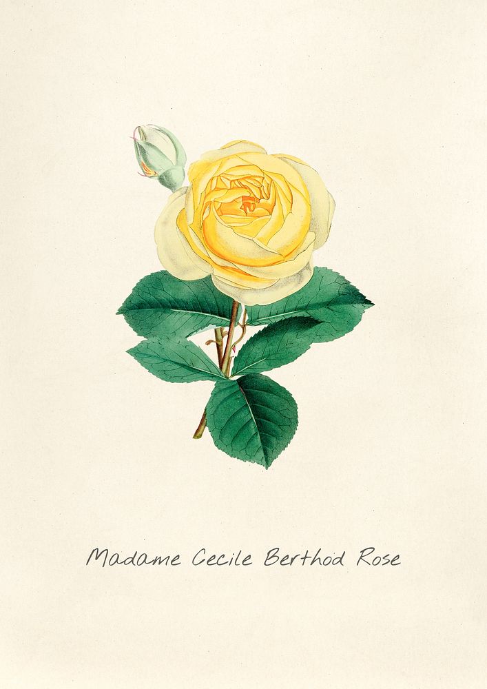 Antique watercolor drawing of madame cecile berthod rose