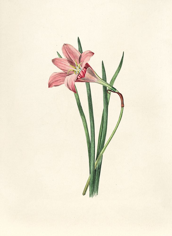 Antique watercolor drawing of rosepink zephyr lily