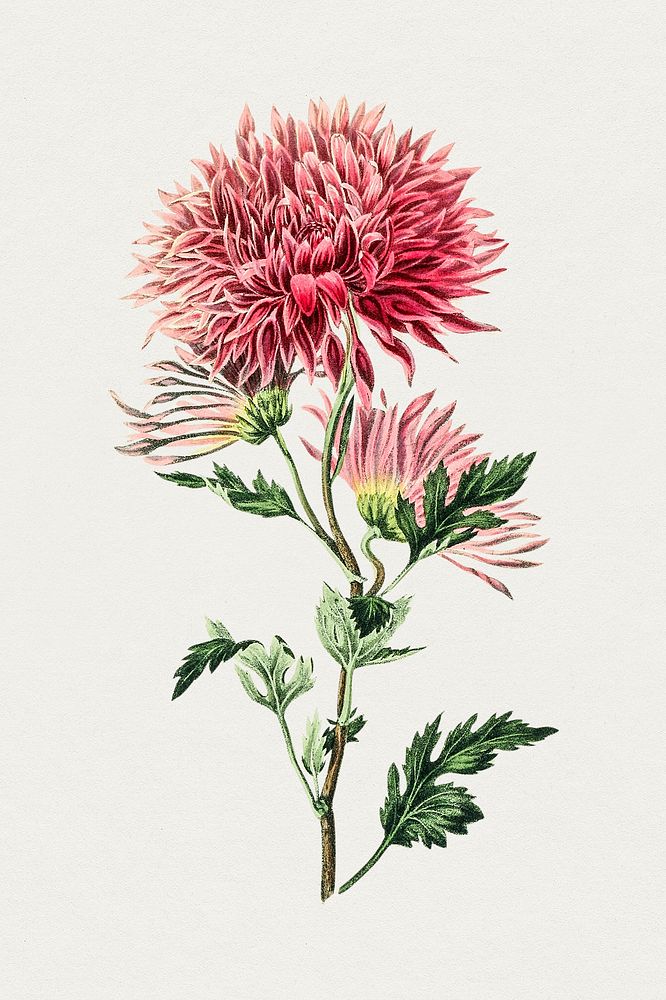 Antique watercolor drawing of chrysanthemum morifolium