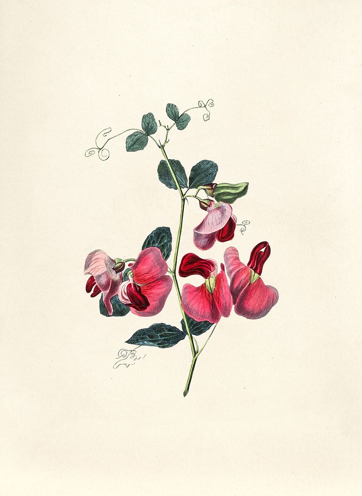 Antique watercolor drawing of sweet pea