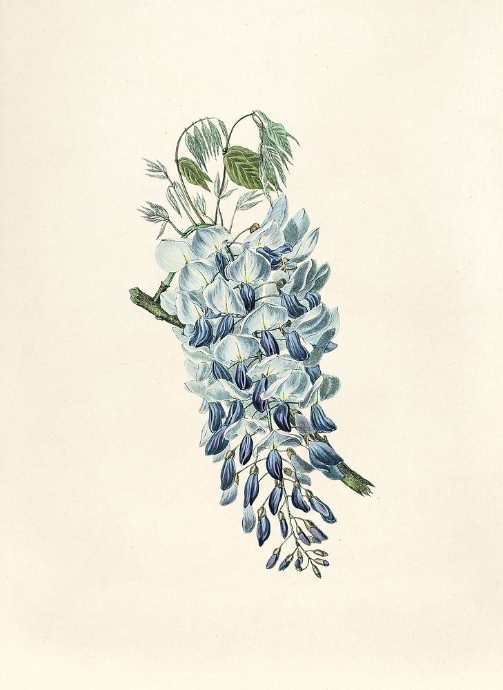 Antique watercolor drawing of wisteria sinensis