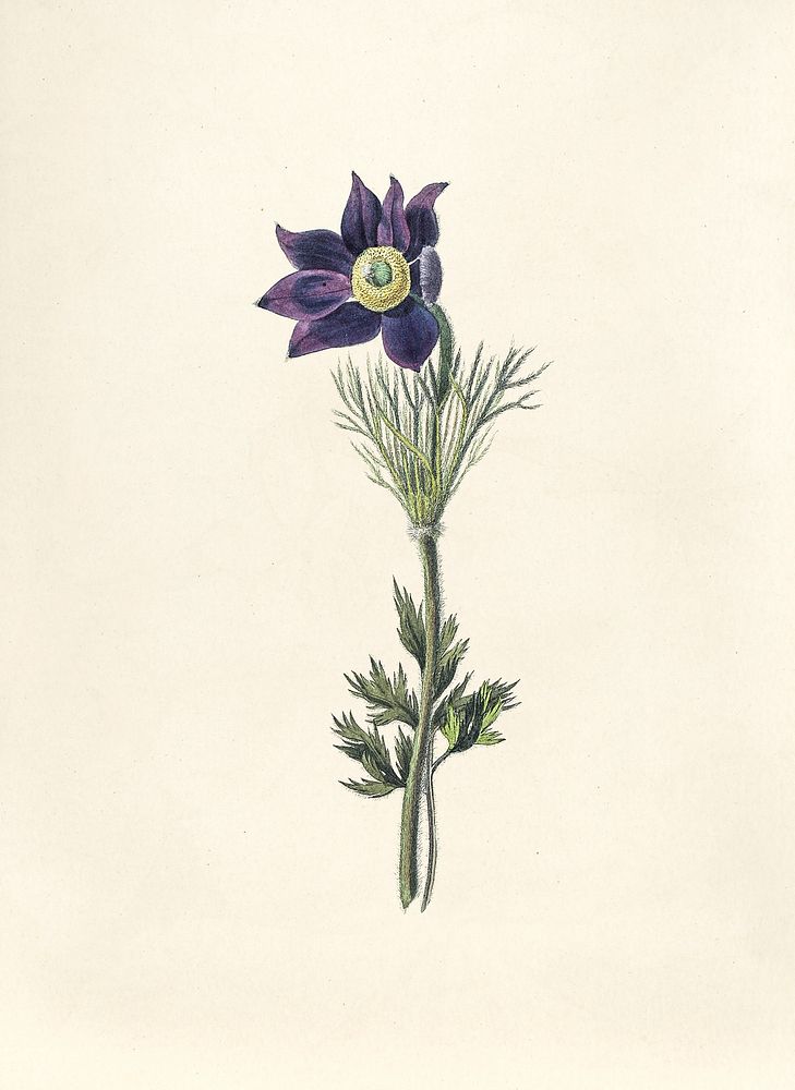 Antique illustration of Pasqueflower
