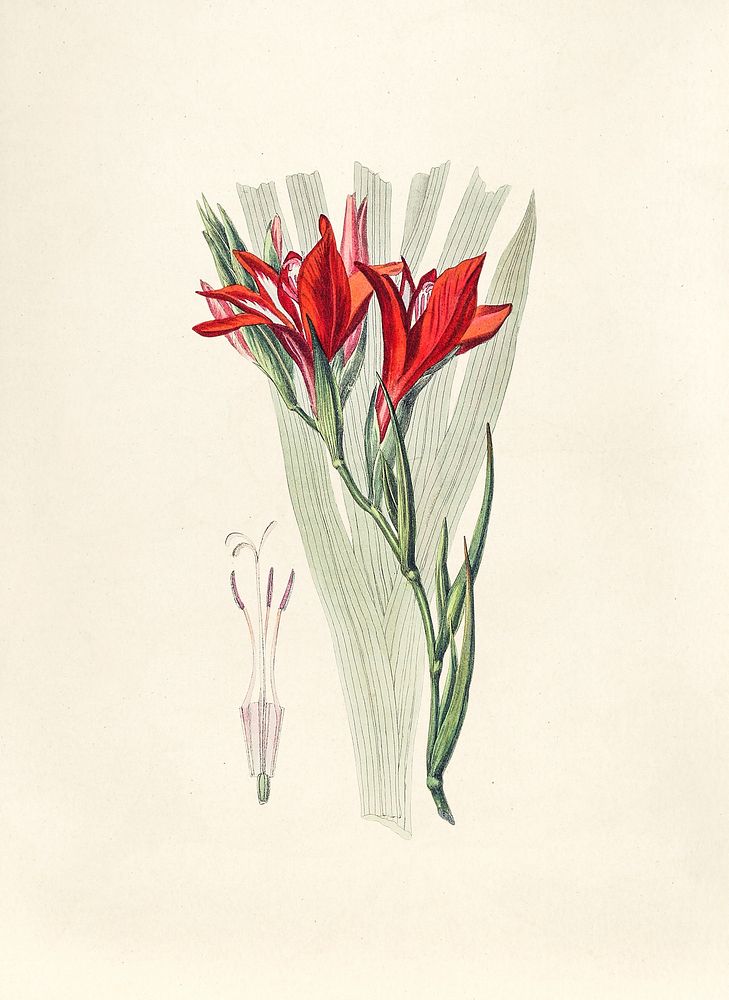 Antique illustration of Gladiolus