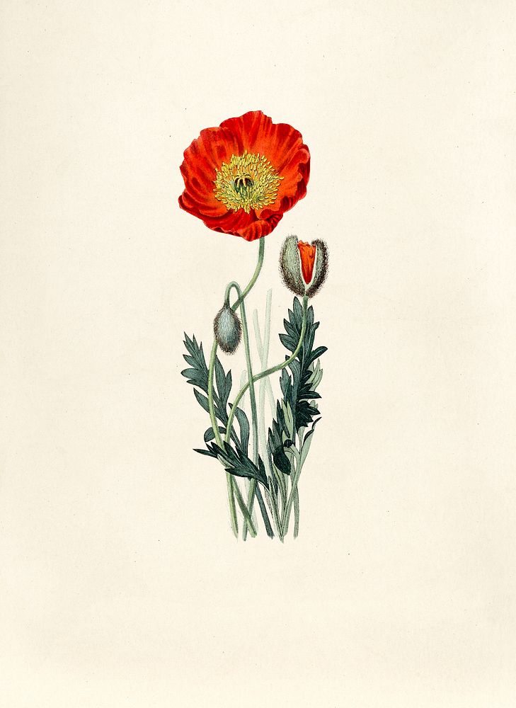 Antique illustration of Vintage Poppy | Premium Photo Illustration ...