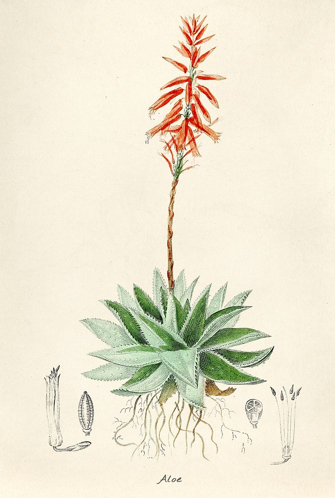 Antique illustration of Aloe