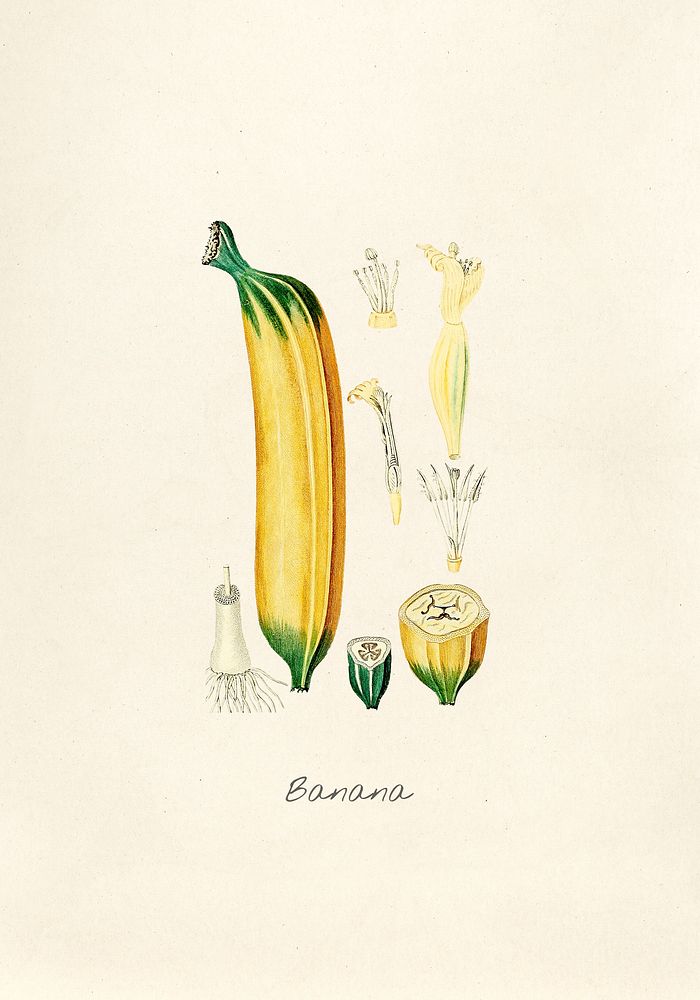 Antique illustration of Banana