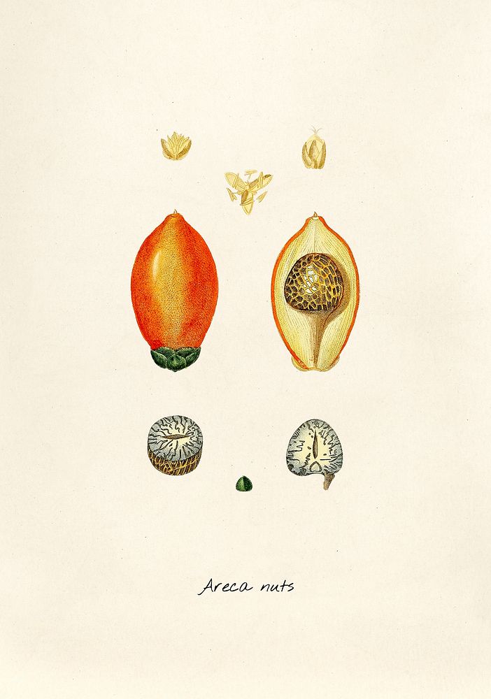 Antique illustration of Areca Nuts