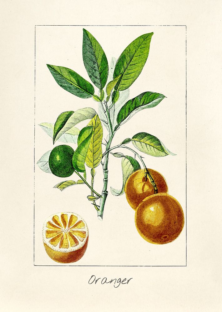 Antique illustration of Oranger