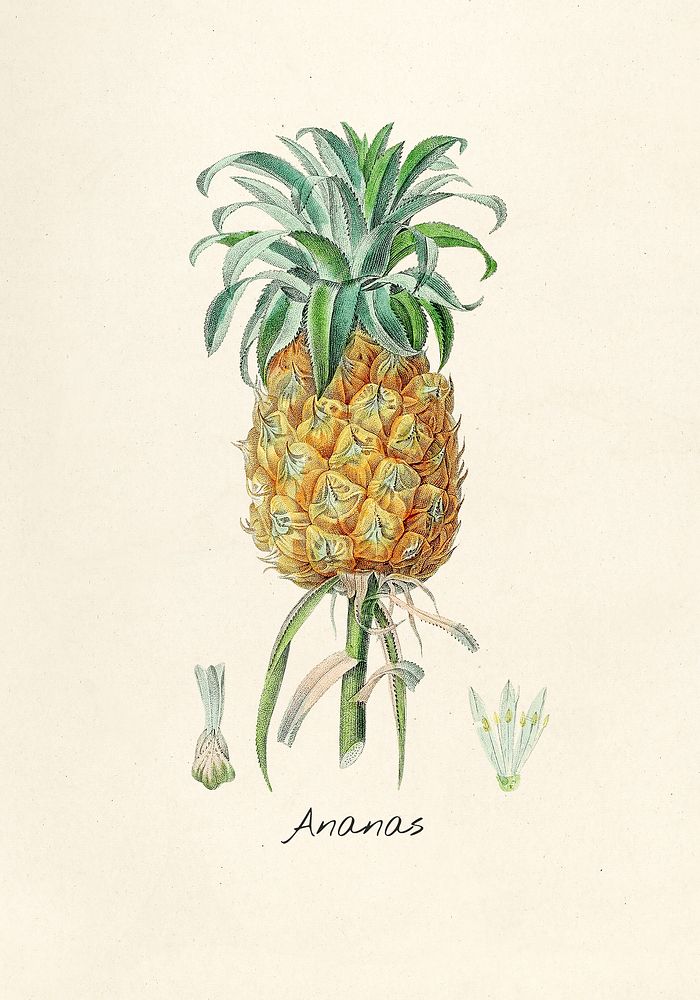Antique illustration of Ananas