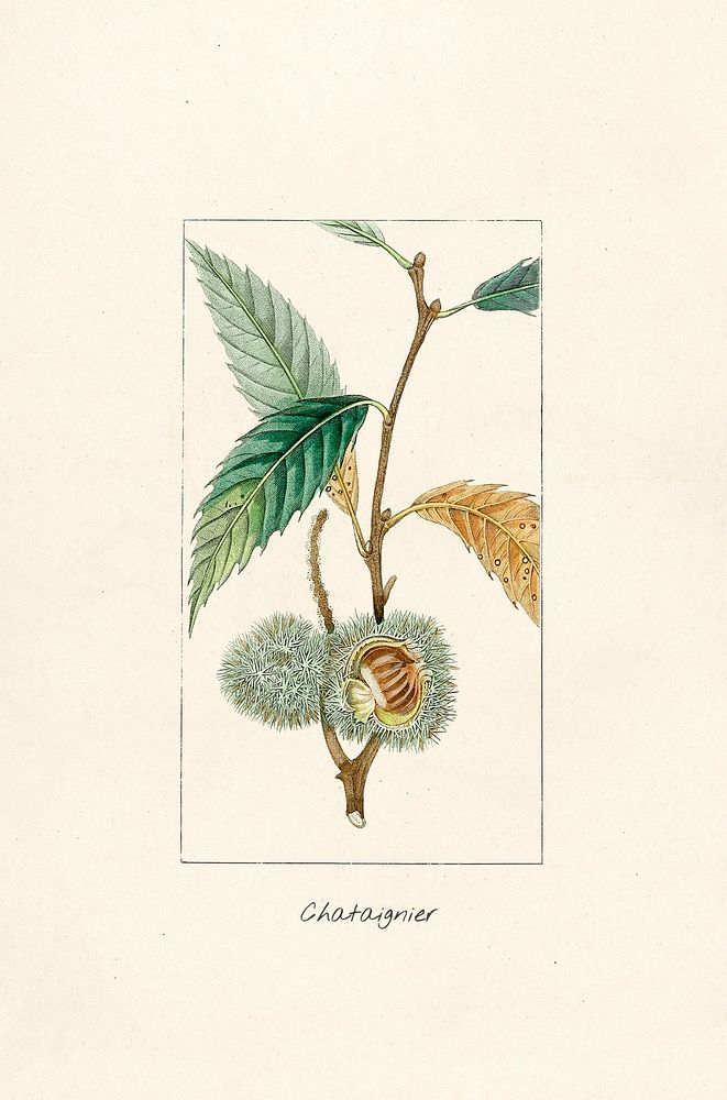 Antique illustration of wildflower