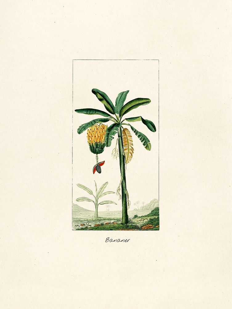 Antique illustration of Bananer