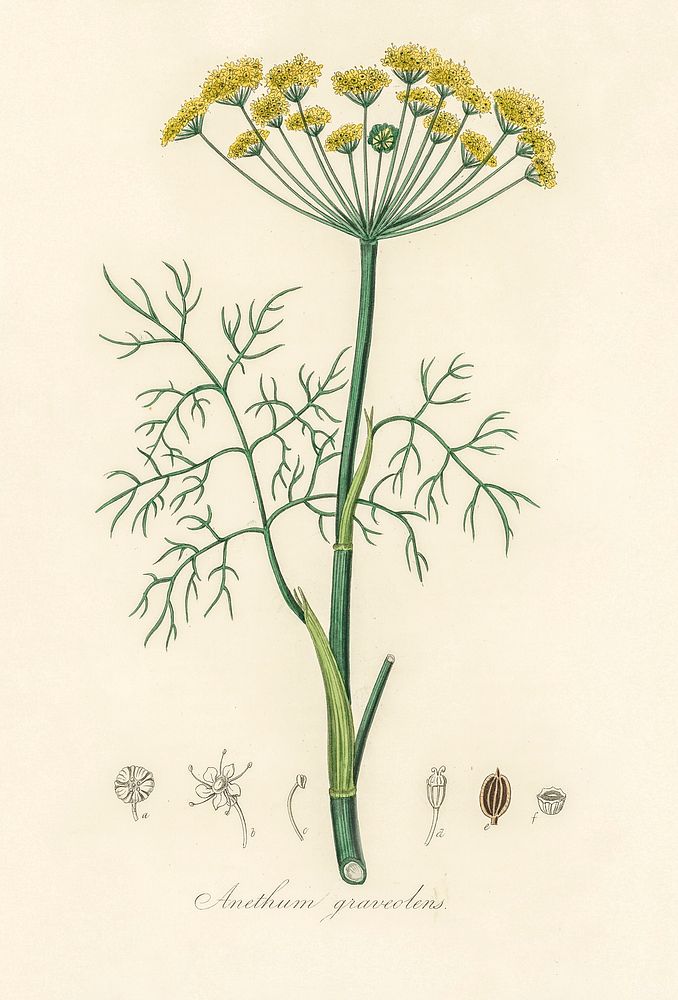Dill (Anethum graveolens) illustration. Digitally enhanced from our own book, Medical Botany (1836) by John Stephenson and…