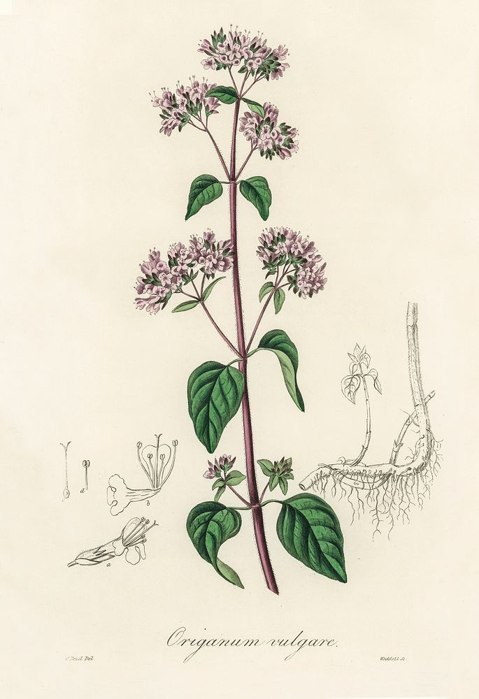 Oregano (Origanum vulgare) illustration. Digitally enhanced from our own book, Medical Botany (1836) by John Stephenson and…