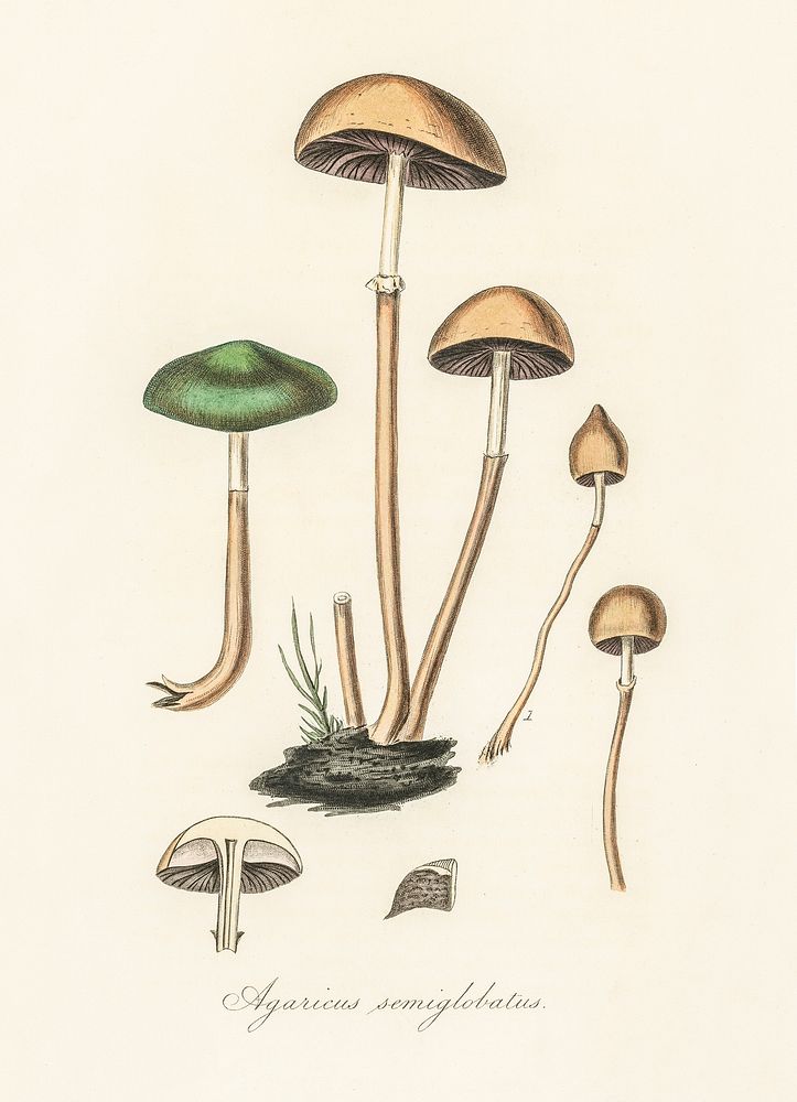 Agaricus semiglobatus illustration. Digitally enhanced from our own book, Medical Botany (1836) by John Stephenson and James…