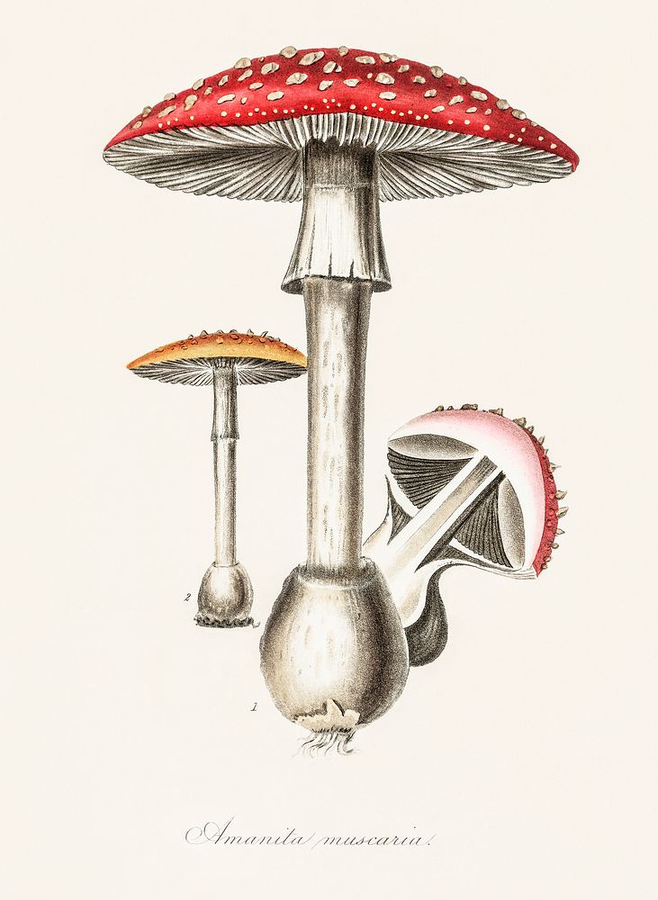 Amanita muscaria illustration. Digitally enhanced from our own book, Medical Botany (1836) by John Stephenson and James…