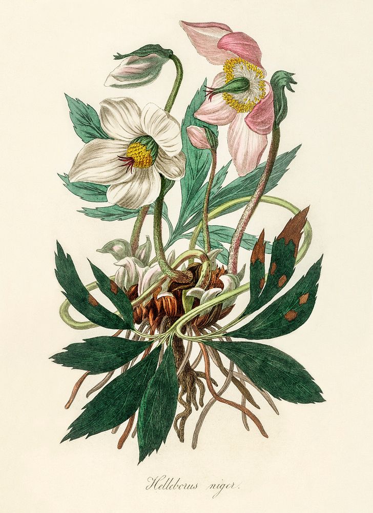 Christmas rose (Helleborus niger) illustration. Digitally enhanced from our own book, Medical Botany (1836) by John…