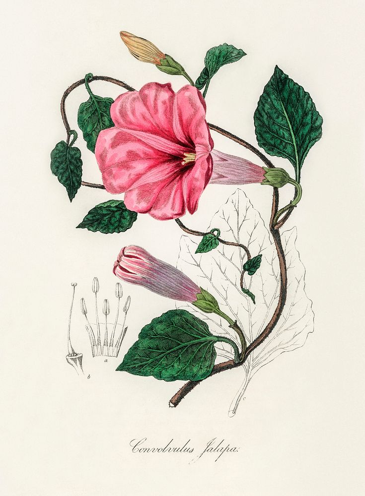 Jalap (Convolvulus jalapa) illustration. Digitally enhanced from our own book, Medical Botany (1836) by John Stephenson and…