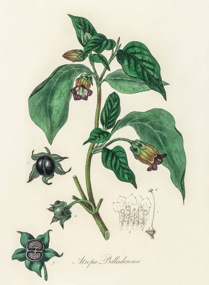 Deadly nightshade (Atropa belladonna) illustration. Digitally enhanced from our own book, Medical Botany (1836) by John…