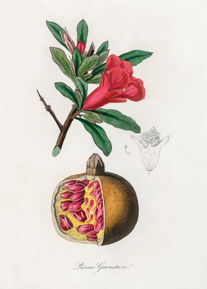 The pomegranate (Punica granatum) illustration. Digitally enhanced from our own book, Medical Botany (1836) by John…