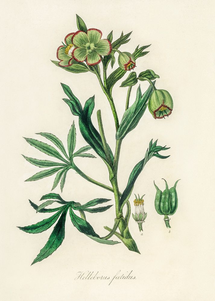Stinking hellebore (Helleborus foetidus) illustration. Digitally enhanced from our own book, Medical Botany (1836) by John…