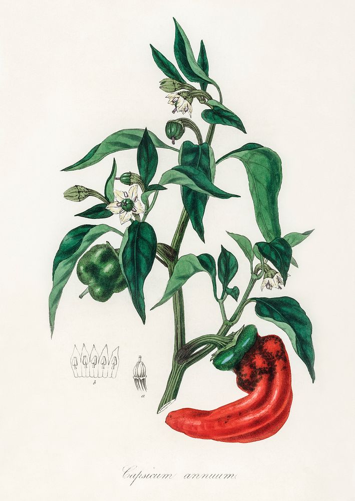 Sweet and chili peppers (Capsicum annuum) illustration. Digitally enhanced from our own book, Medical Botany (1836) by John…