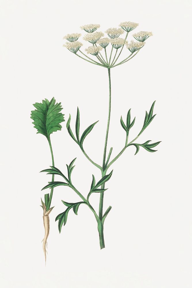 Botanical aniseed psd vintage plant sketch