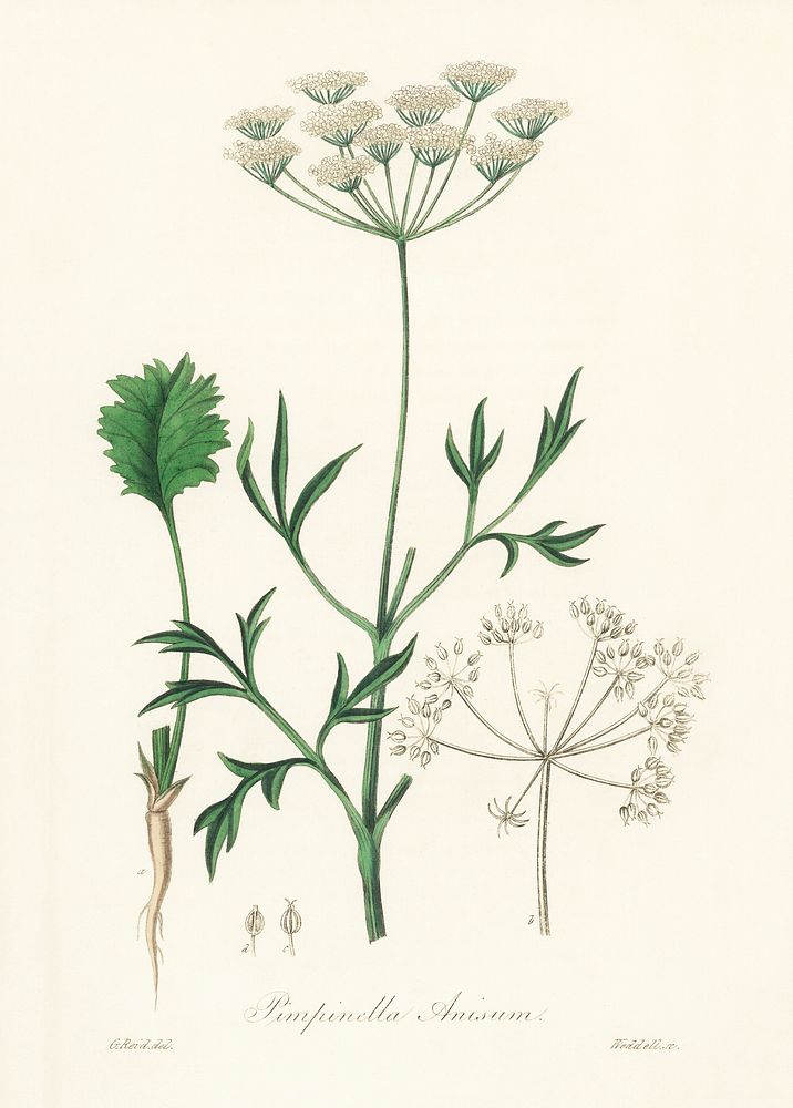Aniseed (Pimpinella anisum) illustration. Digitally enhanced from our own book, Medical Botany (1836) by John Stephenson and…