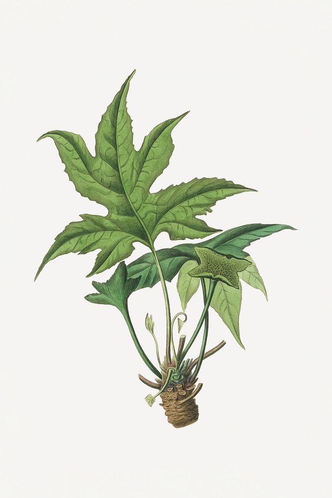 Botanical snakewort psd vintage plant sketch