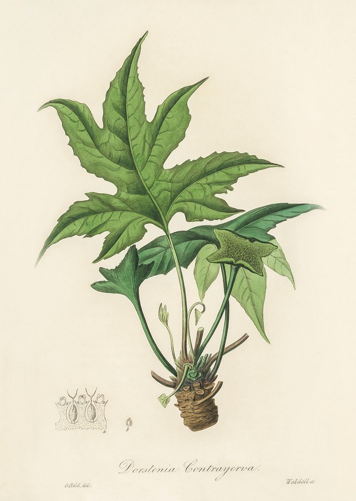 Snakewort (Dorsternia contrajerva) illustration. Digitally enhanced from our own book, Medical Botany (1836) by John…