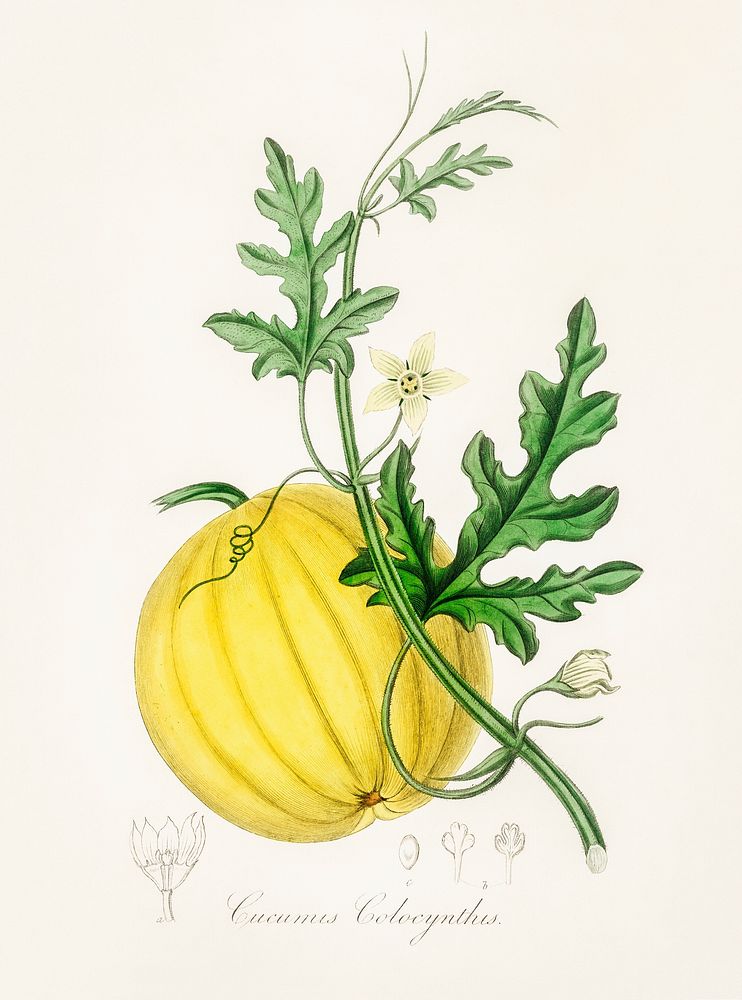 Bitter apple (Cucumis colocynthis) illustration. Digitally enhanced from our own book, Medical Botany (1836) by John…