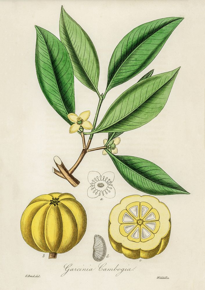 Antique illustration of garcinia cambogia from Medical Botany (1836) 