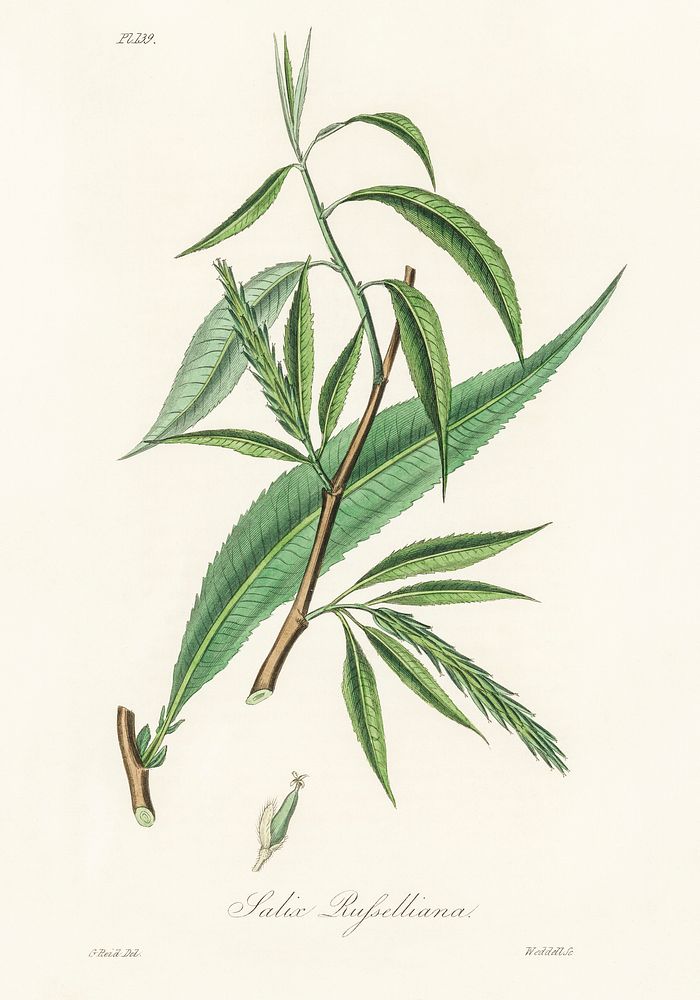 Salix rufselliana illustration. Digitally enhanced from our own book, Medical Botany (1836) by John Stephenson and James…